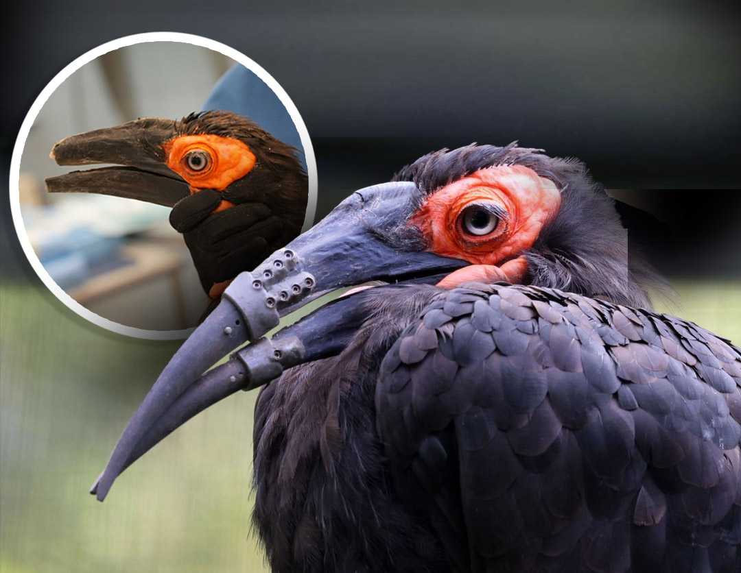 Hornbill receives 3D-printed beak, marking historic first — Germantown Community news