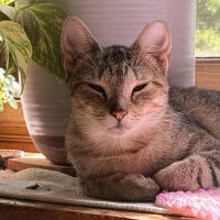 Milwaukee Record Cat Of The Week: Princess — Germantown Business news